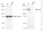 KD-Validated Anti-TATA Element Modulatory Factor 1 Rabbit Monoclonal Antibody
