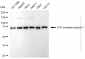 KD-Validated Anti-THO Complex Subunit 1 Rabbit Monoclonal Antibody