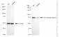 KD-Validated Anti-THO Complex Subunit 1 Rabbit Monoclonal Antibody