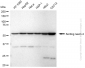 KD-Validated Anti-Sorting Nexin 4 Rabbit Monoclonal Antibody
