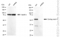 KD-Validated Anti-Sorting Nexin 4 Rabbit Monoclonal Antibody