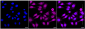 KD-Validated Anti-SMCHD1 Rabbit Monoclonal Antibody