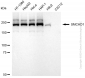 KD-Validated Anti-SMCHD1 Rabbit Monoclonal Antibody
