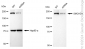KD-Validated Anti-SMCHD1 Rabbit Monoclonal Antibody