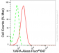 KD-Validated Anti-VAMP Associated Protein A Rabbit Monoclonal Antibody