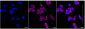 KD-Validated Anti-VAMP Associated Protein A Rabbit Monoclonal Antibody