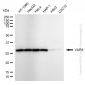 KD-Validated Anti-VAMP Associated Protein A Rabbit Monoclonal Antibody