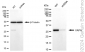 KD-Validated Anti-VAMP Associated Protein A Rabbit Monoclonal Antibody