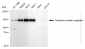 KD-Validated Anti-Timeless Circadian Regulator Rabbit Monoclonal Antibody
