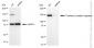 KD-Validated Anti-Timeless Circadian Regulator Rabbit Monoclonal Antibody