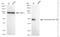 KD-Validated Anti-Transcription Factor Dp-1 Rabbit Monoclonal Antibody