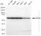 KD-Validated Anti-HSPD1 Rabbit Polyclonal Antibody