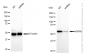 KD-Validated Anti-HSPD1 Rabbit Polyclonal Antibody