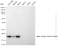 KD-Validated Anti-Integrin Subunit Alpha 5 Rabbit Polyclonal Antibody