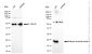 KD-Validated Anti-Integrin Subunit Alpha 5 Rabbit Polyclonal Antibody