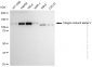 KD-Validated Anti-Integrin Subunit Alpha V Rabbit Polyclonal Antibody