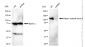 KD-Validated Anti-Integrin Subunit Alpha V Rabbit Polyclonal Antibody