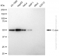 KD-Validated Anti-JUN Rabbit Polyclonal Antibody