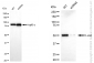 KD-Validated Anti-JUN Rabbit Polyclonal Antibody