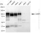 KD-Validated Anti-LAMP1 Rabbit Polyclonal Antibody