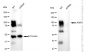 KD-Validated Anti-LAMP1 Rabbit Polyclonal Antibody