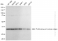 KD-Validated Anti-Proliferating Cell Nuclear Antigen Rabbit Polyclonal Antibody