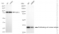 KD-Validated Anti-Proliferating Cell Nuclear Antigen Rabbit Polyclonal Antibody
