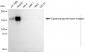 KD-Validated Anti-Epidermal Growth Factor Receptor Rabbit Polyclonal Antibody