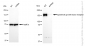 KD-Validated Anti-Epidermal Growth Factor Receptor Rabbit Polyclonal Antibody