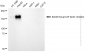 KD-Validated Anti-Epidermal Growth Factor Receptor Rabbit Polyclonal Antibody