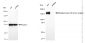KD-Validated Anti-Epidermal Growth Factor Receptor Rabbit Polyclonal Antibody
