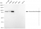 KD-Validated Anti-NR3C1 Mouse Monoclonal Antibody