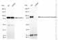 KD-Validated Anti-NR3C1 Mouse Monoclonal Antibody