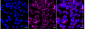 KD-Validated Anti-Prolyl 4-Hydroxylase Subunit Beta Mouse Monoclonal Antibody