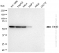 KD-Validated Anti-Prolyl 4-Hydroxylase Subunit Beta Mouse Monoclonal Antibody