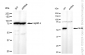 KD-Validated Anti-Prolyl 4-Hydroxylase Subunit Beta Mouse Monoclonal Antibody