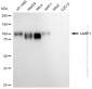 KD-Validated Anti-LAMP1 Mouse Monoclonal Antibody