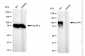 KD-Validated Anti-LAMP1 Mouse Monoclonal Antibody