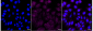 KD-Validated Anti-Cyclin Dependent Kinase 4 Mouse Monoclonal Antibody