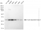 KD-Validated Anti-Cyclin Dependent Kinase 4 Mouse Monoclonal Antibody