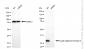 KD-Validated Anti-Cyclin Dependent Kinase 4 Mouse Monoclonal Antibody