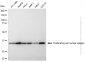 KD-Validated Anti-PCNA Mouse Monoclonal Antibody