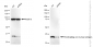KD-Validated Anti-PCNA Mouse Monoclonal Antibody