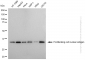 KD-Validated Anti-PCNA Mouse Monoclonal Antibody
