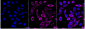 KD-Validated Anti-Keratin 7 Rabbit Monoclonal Antibody