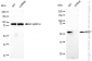 KD-Validated Anti-Keratin 7 Rabbit Monoclonal Antibody