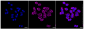KD-Validated Anti-Exo/Endonuclease G Rabbit Monoclonal Antibody