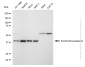 KD-Validated Anti-Exo/Endonuclease G Rabbit Monoclonal Antibody