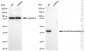 KD-Validated Anti-Exo/Endonuclease G Rabbit Monoclonal Antibody