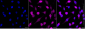 KD-Validated Anti-MITF Mouse Monoclonal Antibody